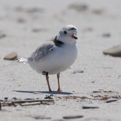 J.T. Cheeseman Provincial Park