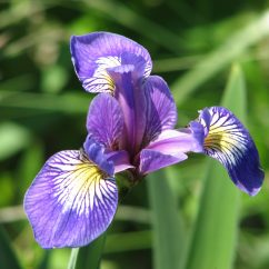Pistolet Bay Provincial Park